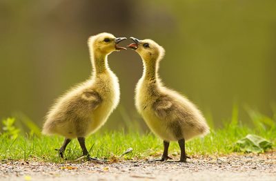 Im the big brother ! by Mircea Costina