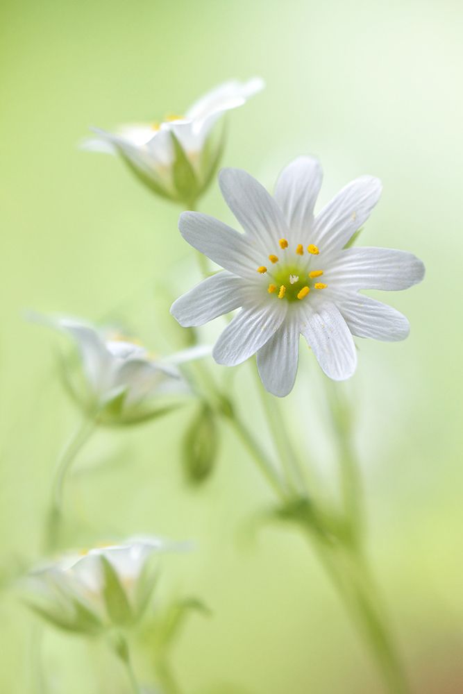 Spring Sparkle art print by Mandy Disher for $57.95 CAD