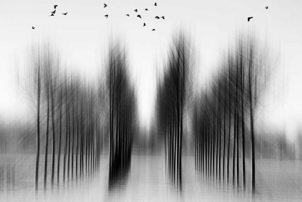 Tree Architecture art print by Roswitha Schleicher-Schwarz for $57.95 CAD
