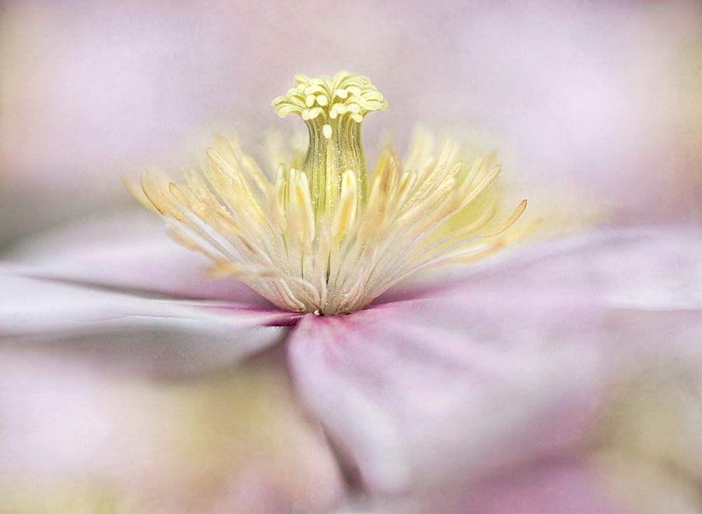 Montana art print by Mandy Disher for $57.95 CAD
