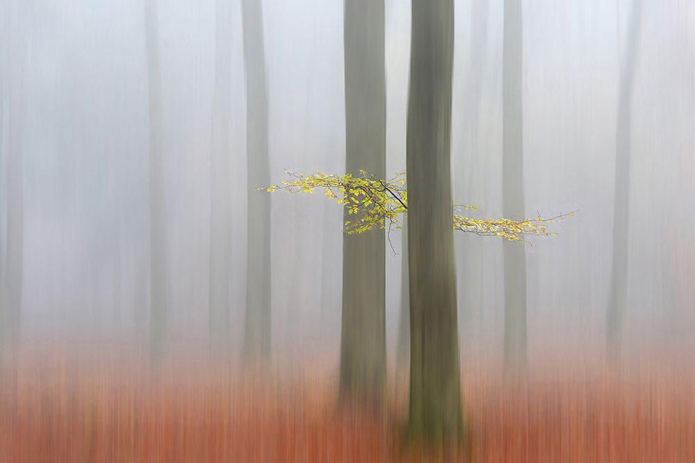 Autumnmorning by Huib Limberg
