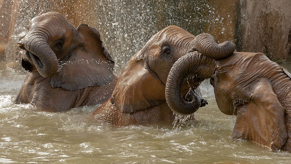 Bath time play art print by Marc Pelissier for $57.95 CAD