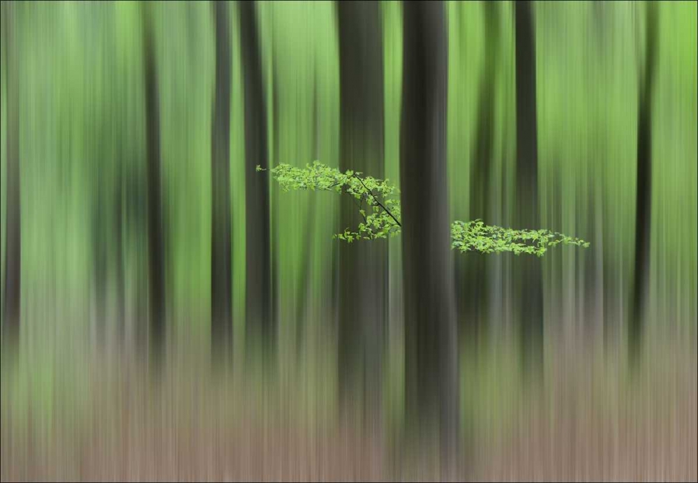 Spring Morning art print by Huib Limberg for $57.95 CAD