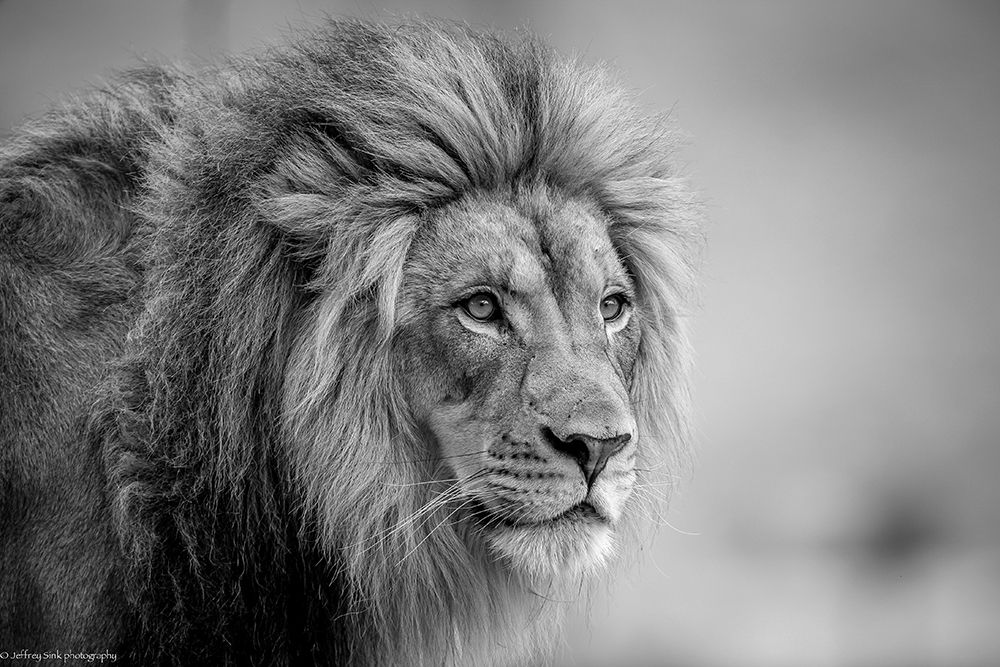His Majesty.... art print by Jeffrey C. Sink for $57.95 CAD