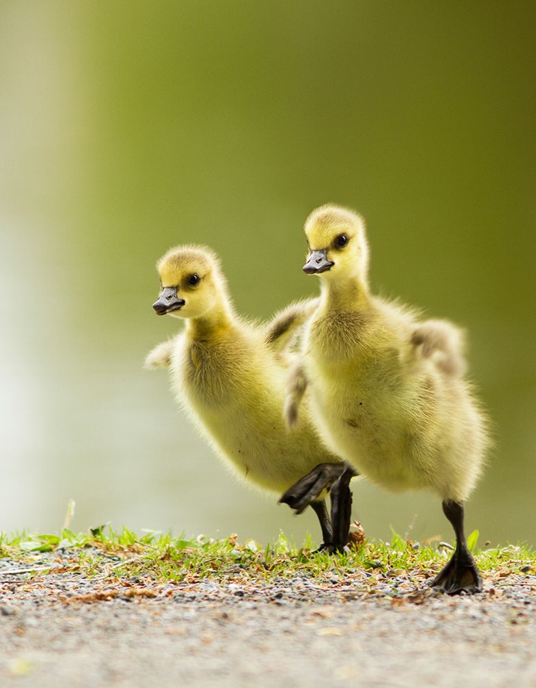 1, 2, 3, Go! art print by Mircea Costina for $57.95 CAD