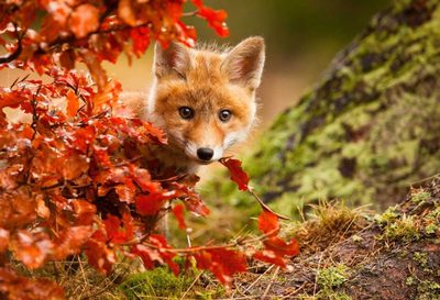 Fox by Robert Adamec