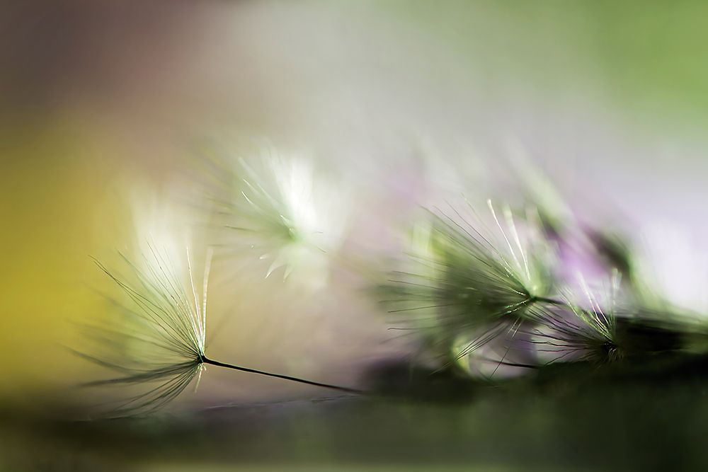 In The Morning art print by Maryam Zahirimehr for $57.95 CAD