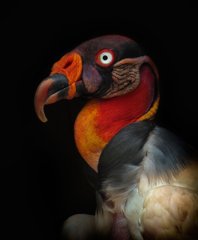 King Vulture-Sarcoramphus Papa art print by Ferdinando Valverde for $57.95 CAD