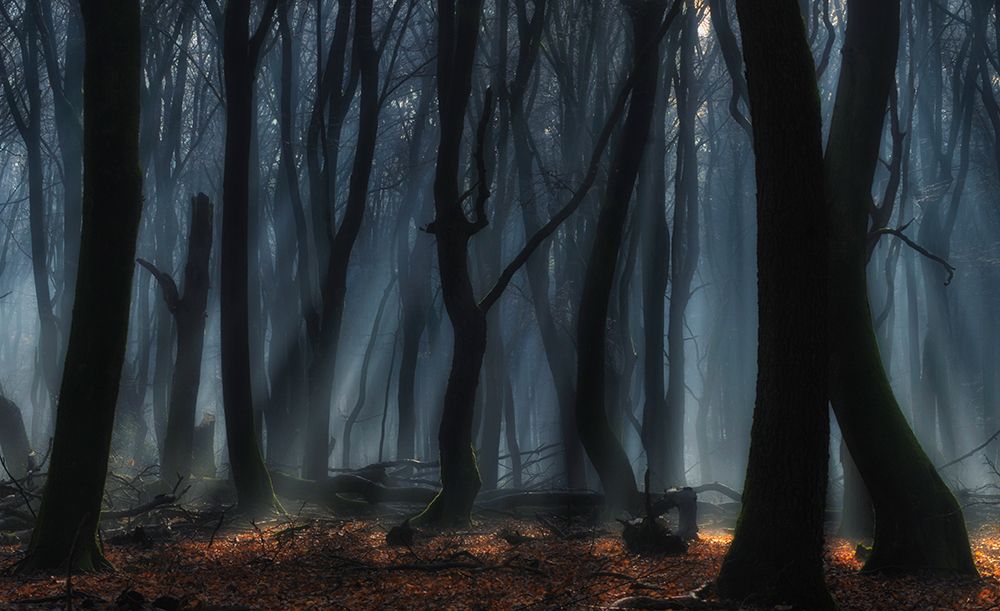 Dancing Trees art print by Jan Paul Kraaij for $57.95 CAD