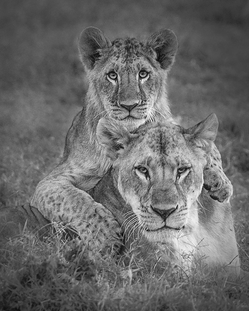Playtime With Mama! art print by Ali Khataw for $57.95 CAD