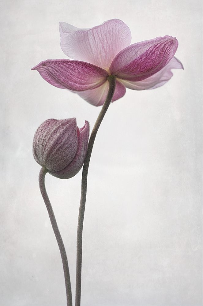 A Little Touch art print by Lotte Gronkjar for $57.95 CAD