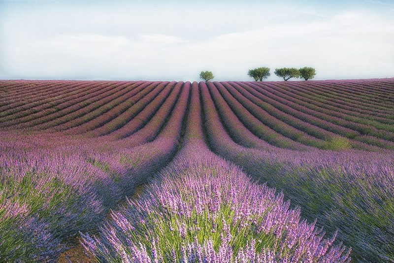 Velours De Lavender art print by Margarita Chernilova for $57.95 CAD
