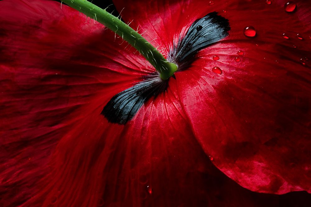 Papaver Passion art print by Mandy Disher for $57.95 CAD