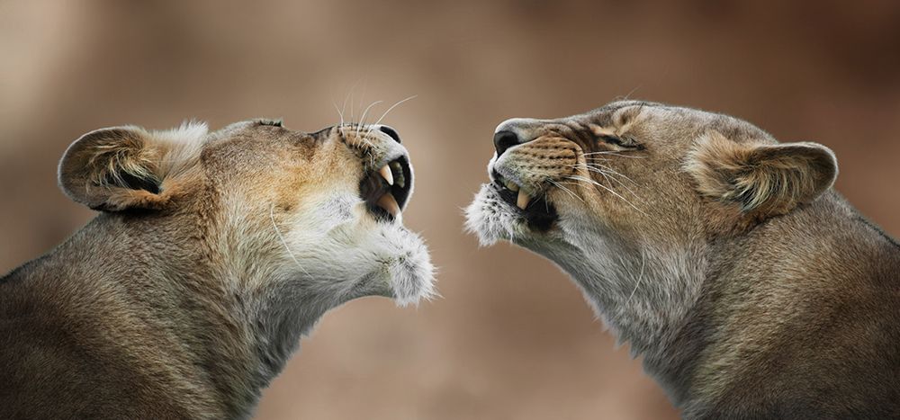Two Roaring Lionesses art print by Mathilde Guillemot for $57.95 CAD