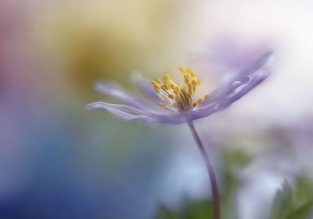 Springtime Watercolor art print by Heidi Westum for $57.95 CAD
