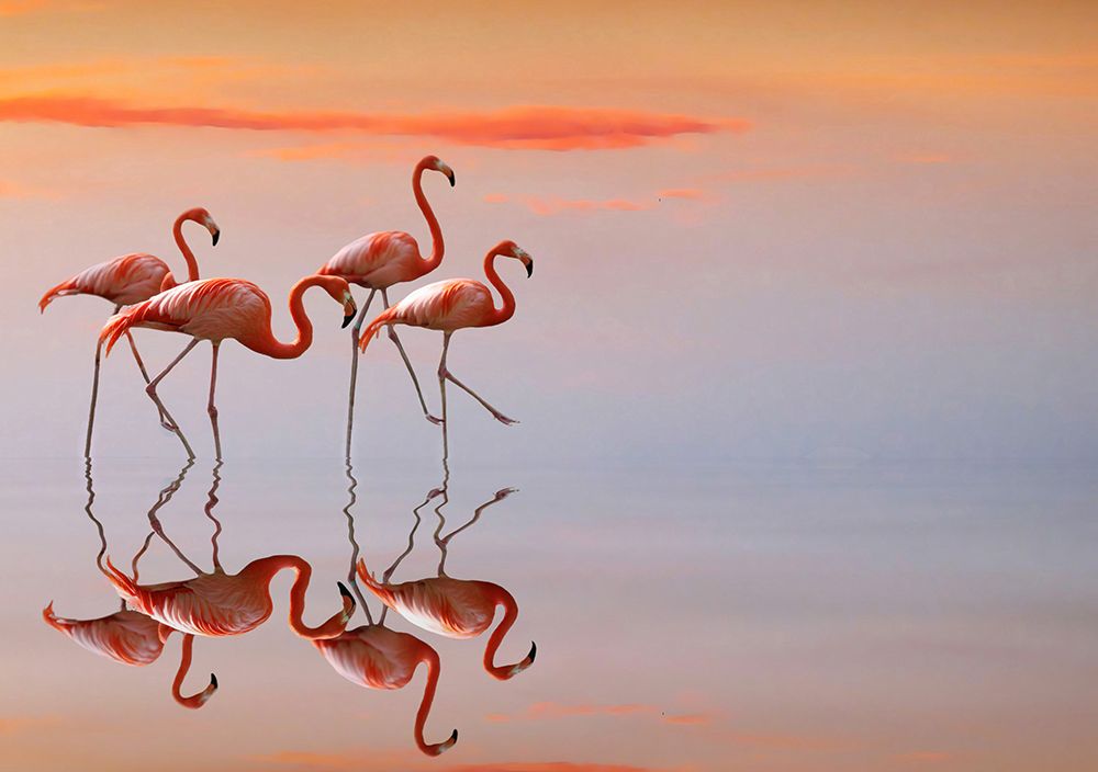 Flamingos Family art print by Anna Cseresnjes for $57.95 CAD