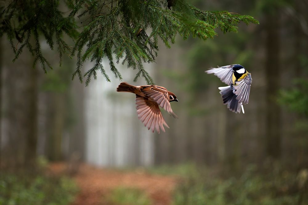 Two art print by Peter Bognar for $57.95 CAD