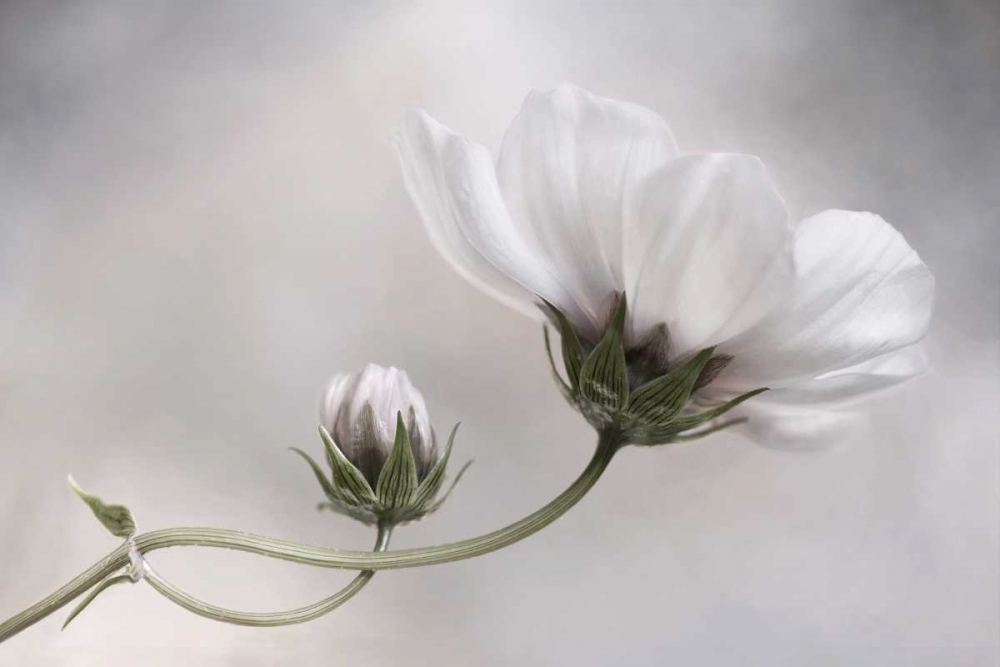 Cosmos art print by Mandy Disher for $57.95 CAD
