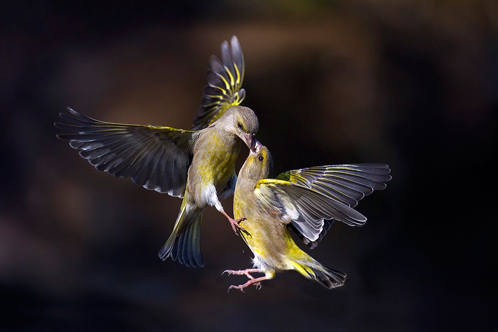 Flying Kiss 11 art print by Marco Redaelli for $57.95 CAD
