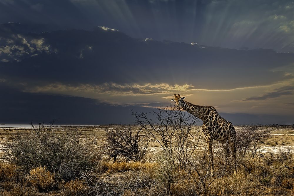 sunrise in Etosha NP art print by Piet Flour for $57.95 CAD