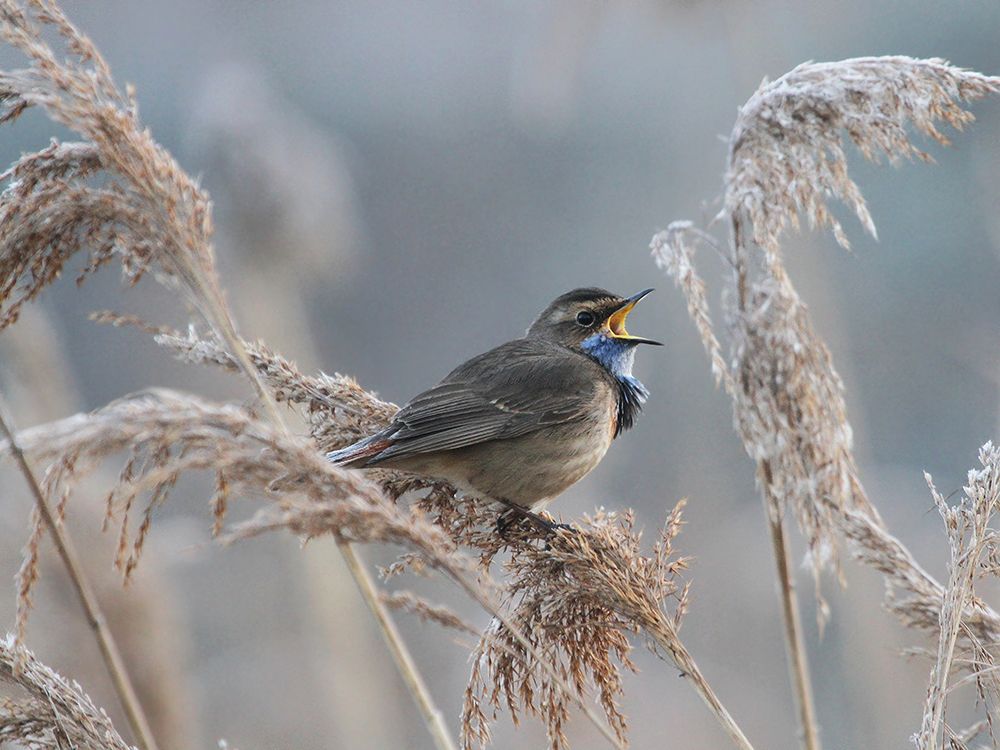 Bluethroat art print by Piotr Fras for $57.95 CAD