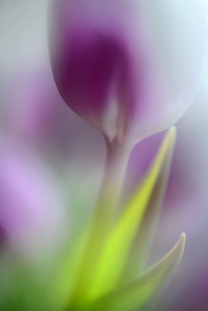 Soft Secrets art print by Heidi Westum for $57.95 CAD