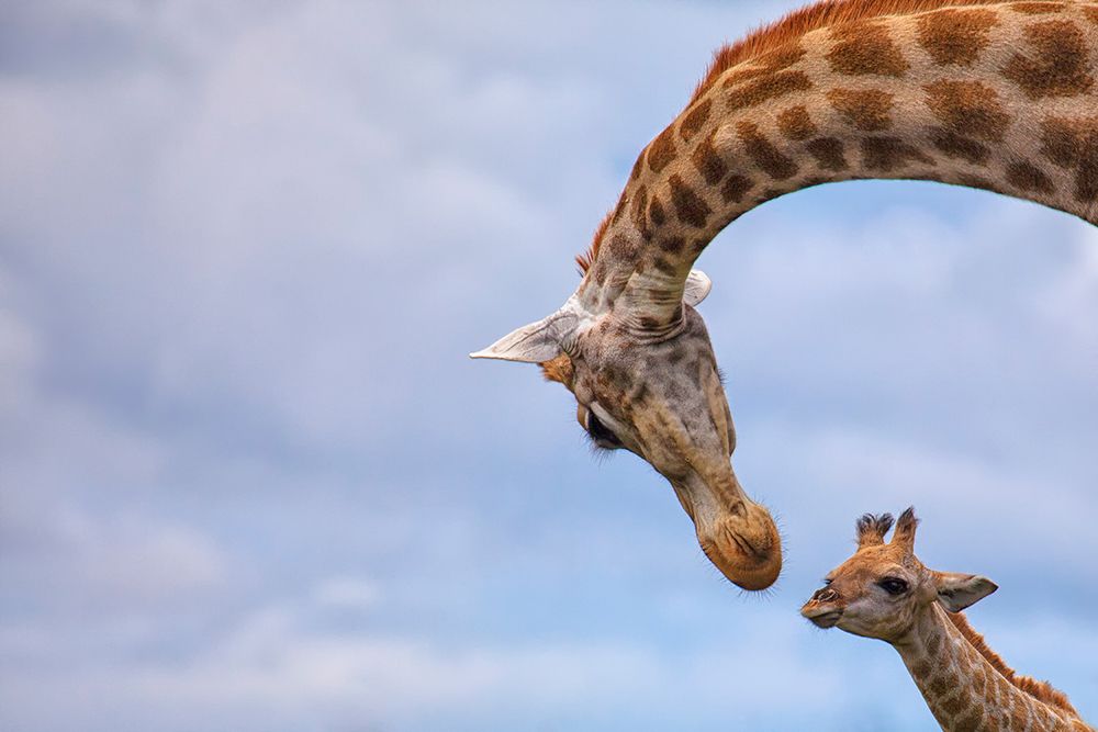 Tenderness art print by Mario Moreno for $57.95 CAD