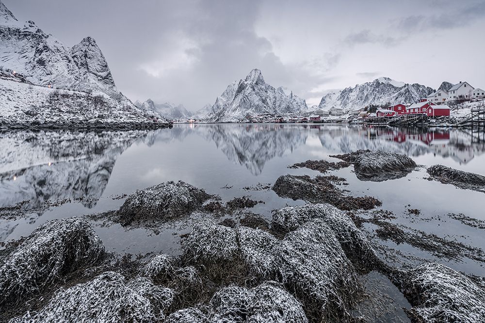 Reine art print by Raymond Hoffmann for $57.95 CAD