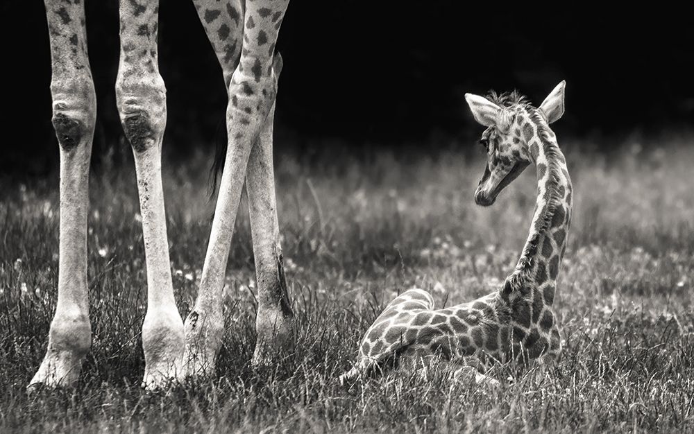 Well Protected art print by Andreas Feldtkeller for $57.95 CAD