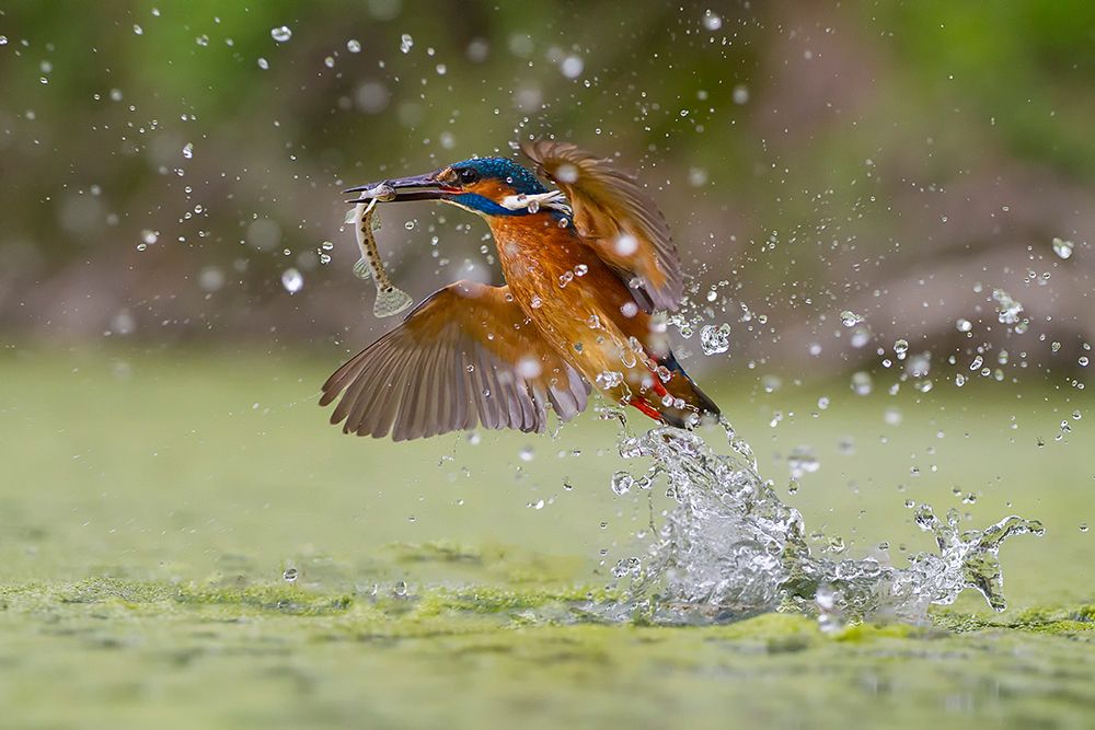 Green Fishing art print by Marco Redaelli for $57.95 CAD