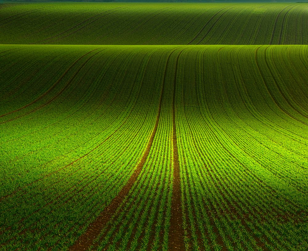 November Green art print by Nicolas Schumacher for $57.95 CAD