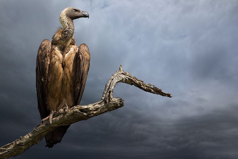 The Vulture art print by Mario Moreno for $57.95 CAD