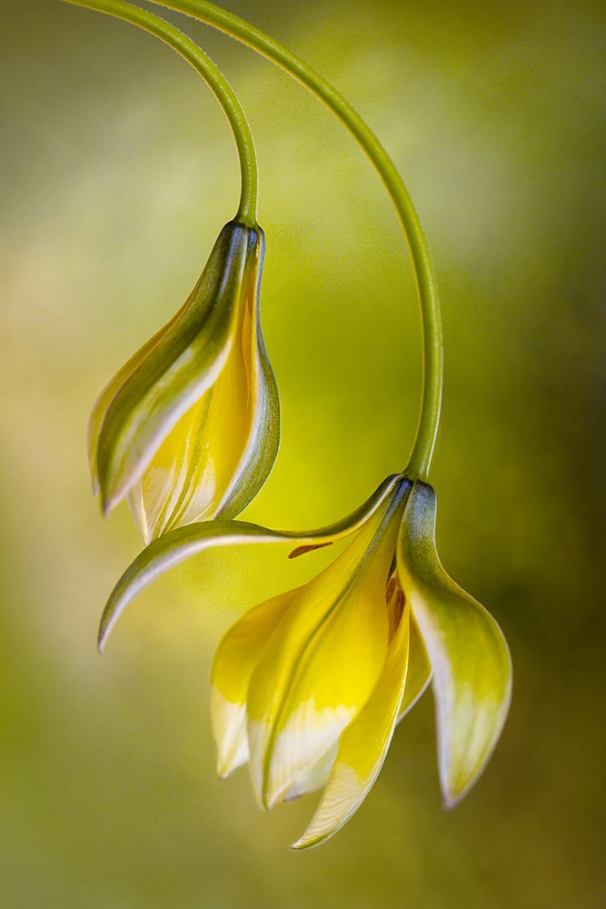 Tulipa art print by Mandy Disher for $57.95 CAD