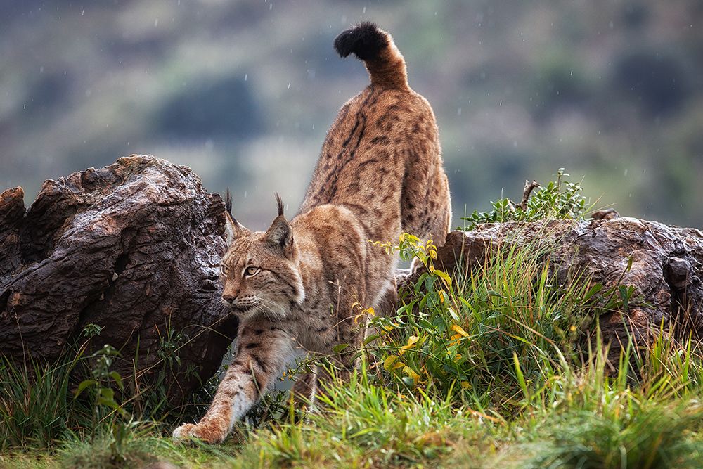 Lynx On The Move art print by Mario Moreno for $57.95 CAD