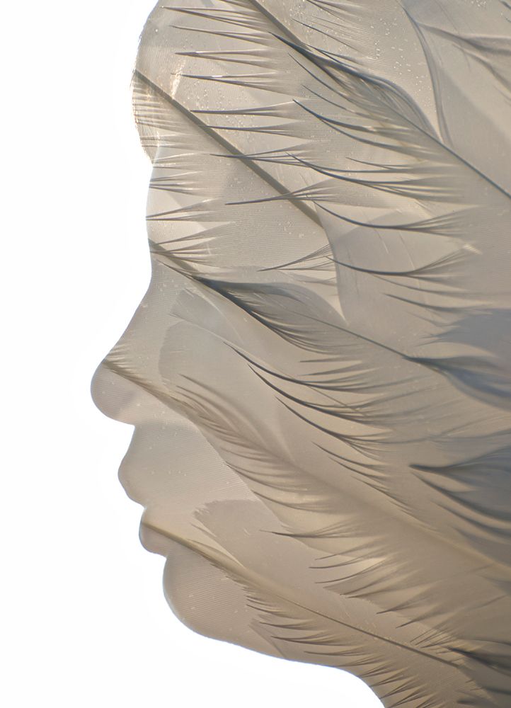 Feathered art print by Mike Melnotte for $57.95 CAD