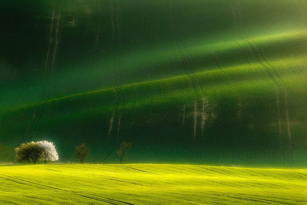 Spring time art print by Piotr Krol for $57.95 CAD