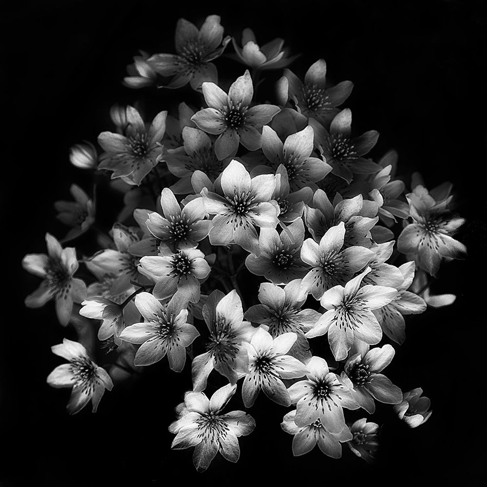 Early Sensation art print by Yvette Depaepe for $57.95 CAD
