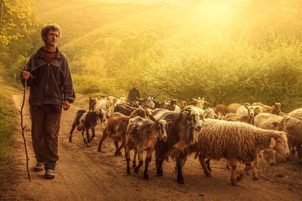 Shepherd art print by Bojan Dzodan for $57.95 CAD
