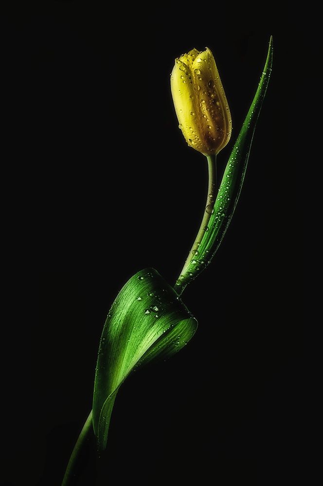 Tulip art print by Joe Conroy for $57.95 CAD