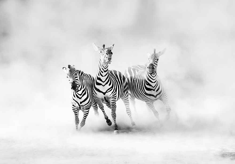 Zebras art print by Juan Luis Duran for $57.95 CAD