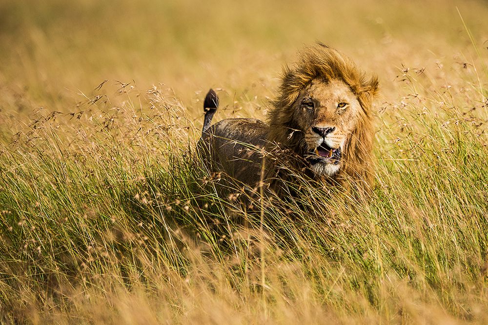 Lion King art print by Mohammed Alnaser for $57.95 CAD