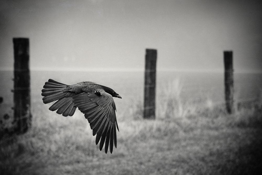 The Day Of The Raven art print by Holger Droste for $57.95 CAD