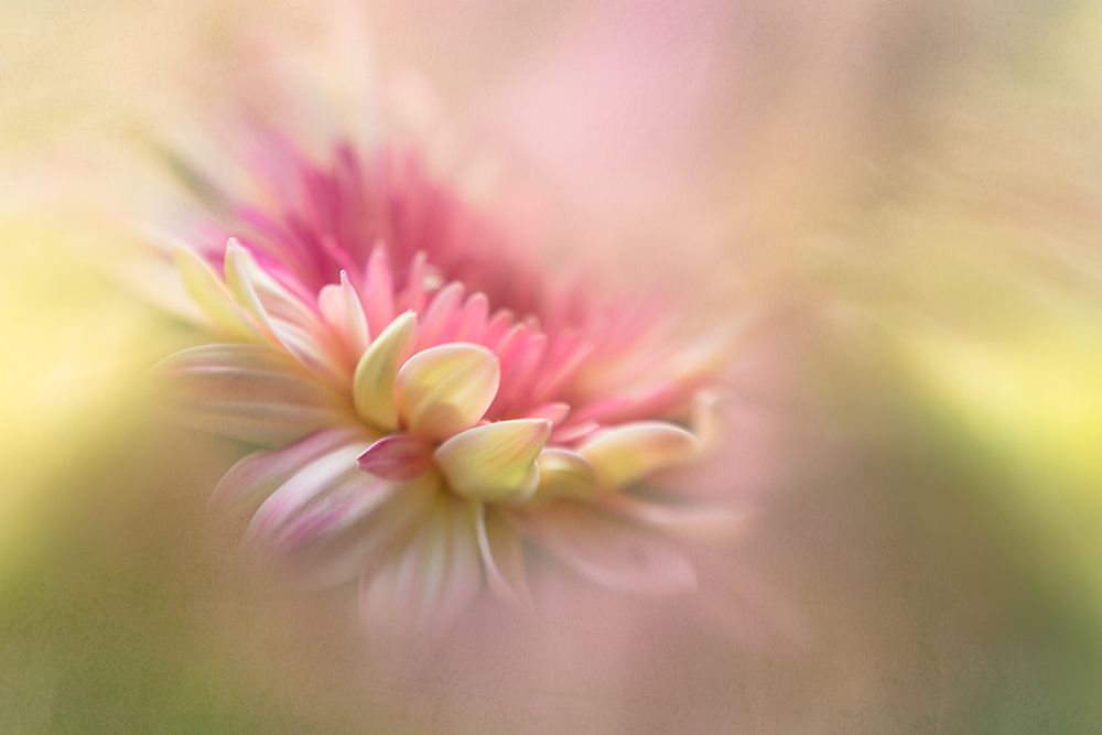 Summer Dreaming art print by Penny Myles for $57.95 CAD