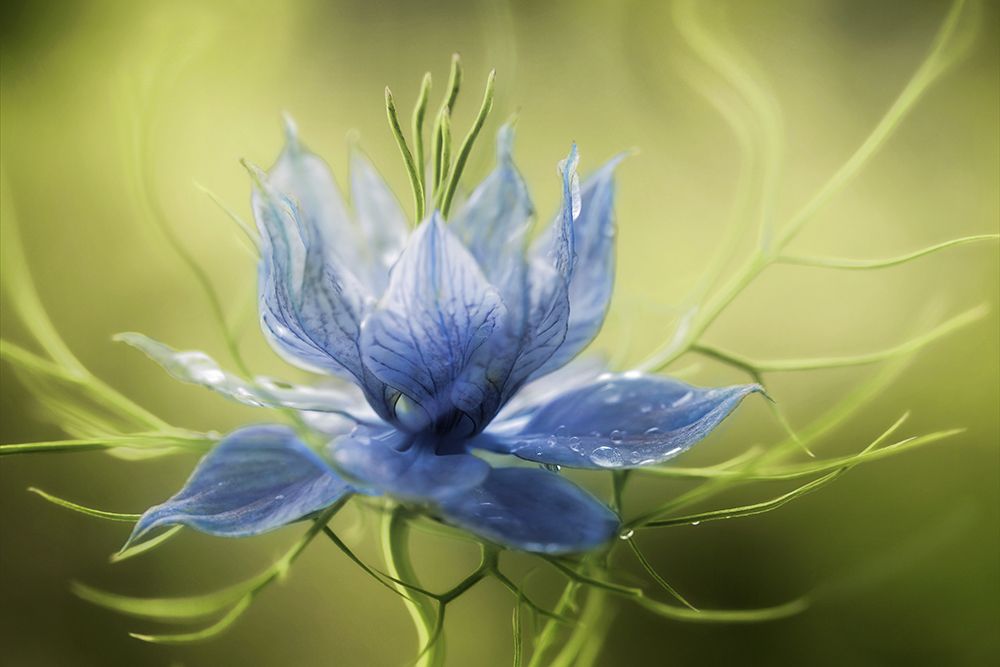 Nigella art print by Mandy Disher for $57.95 CAD