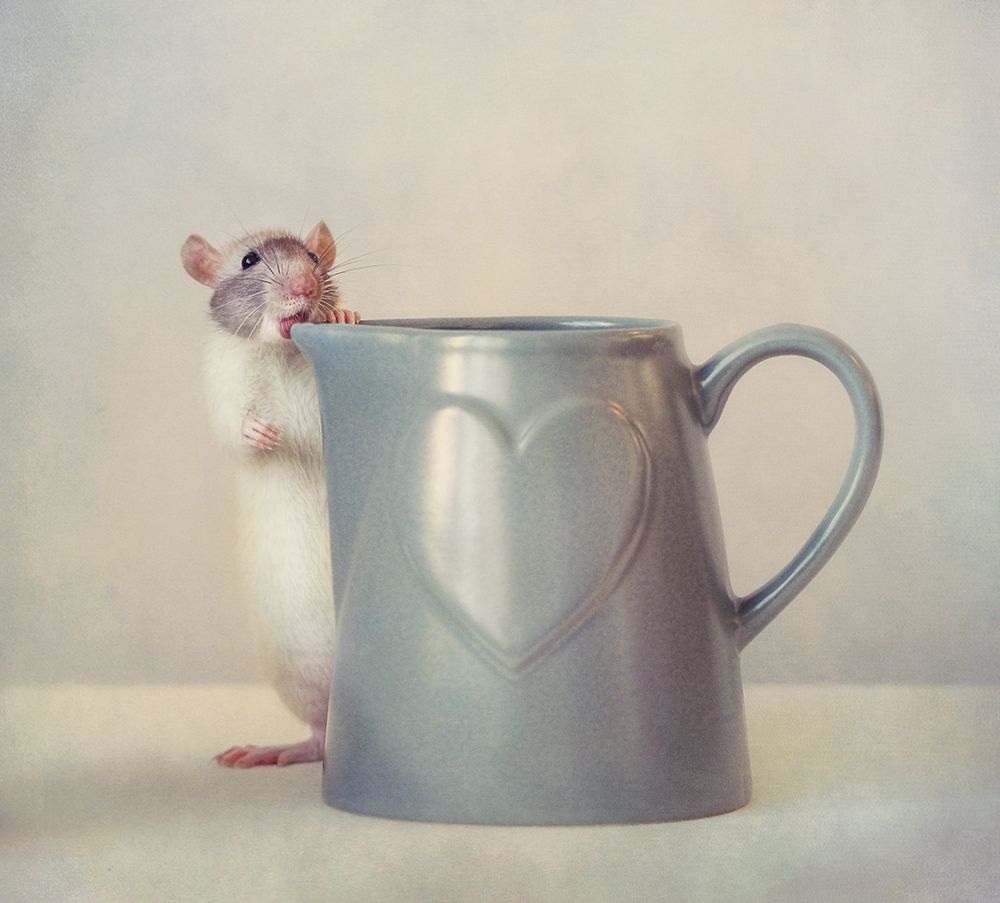 Snoozy art print by Ellen van Deelen for $57.95 CAD