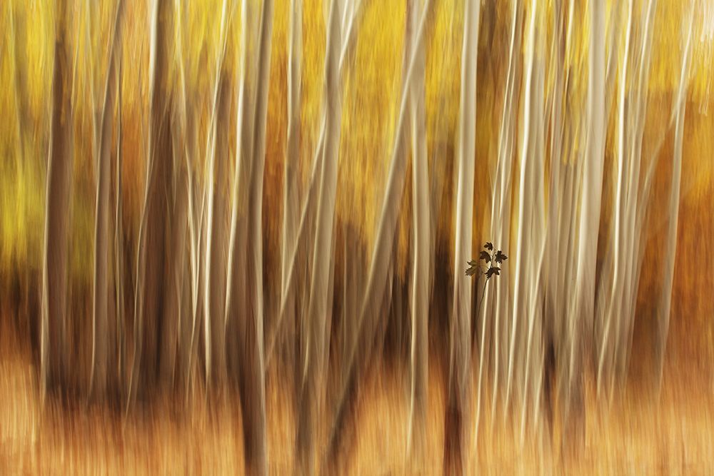 Untitled art print by Amir Hossein Shojaii for $57.95 CAD