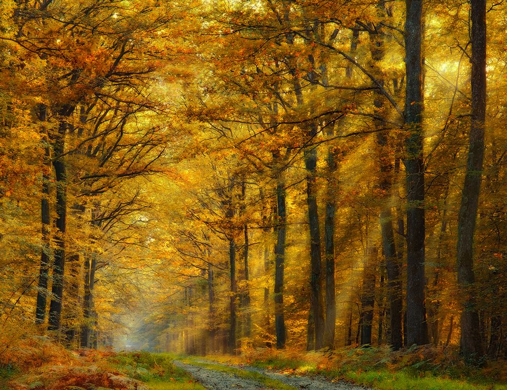 Enchanted Forest art print by Marianna Safronova for $57.95 CAD