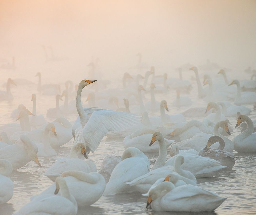 Song Of The Morning Light art print by Dmitry Dubikovskiy for $57.95 CAD