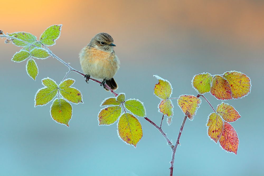 Winter Colors art print by Andres Miguel Dominguez for $57.95 CAD