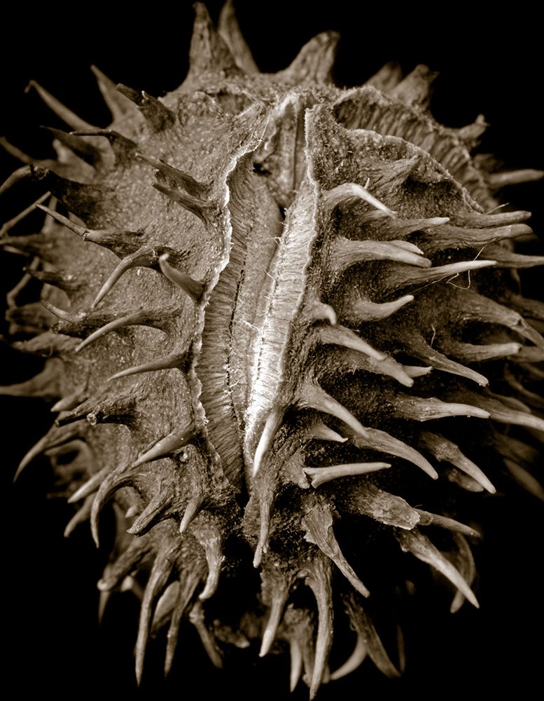 Chestnut art print by Clive Collie for $57.95 CAD